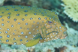 BD-131212-Marsa-Alam-1381-Ostracion-cyanurus.-Rüppell.-1828-[Bluetail-trunkfish].jpg